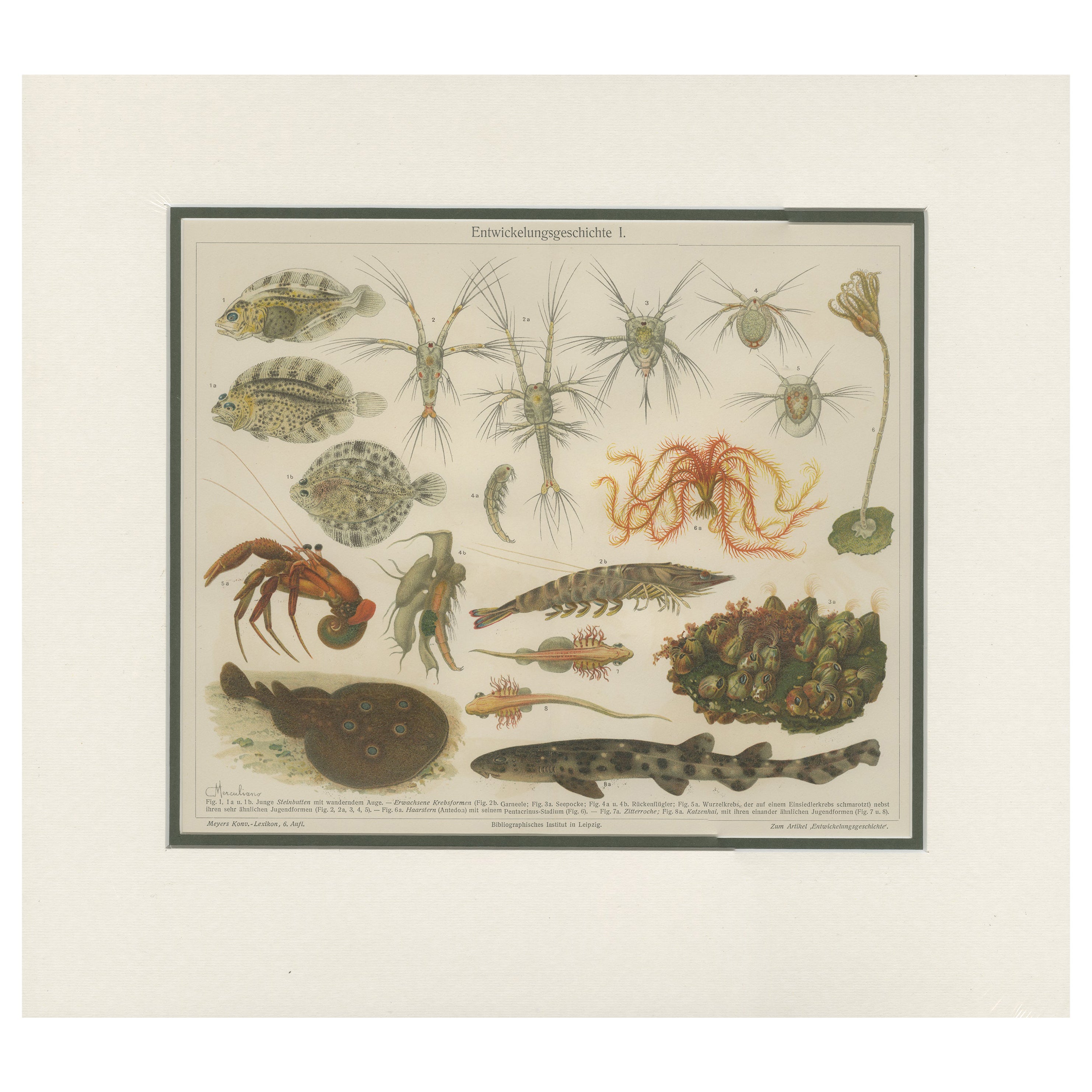 Antique Print of Various Marine Life by Meyer 'c.1905' For Sale