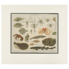 Antique Print of Various Marine Life by Meyer 'c.1905'
