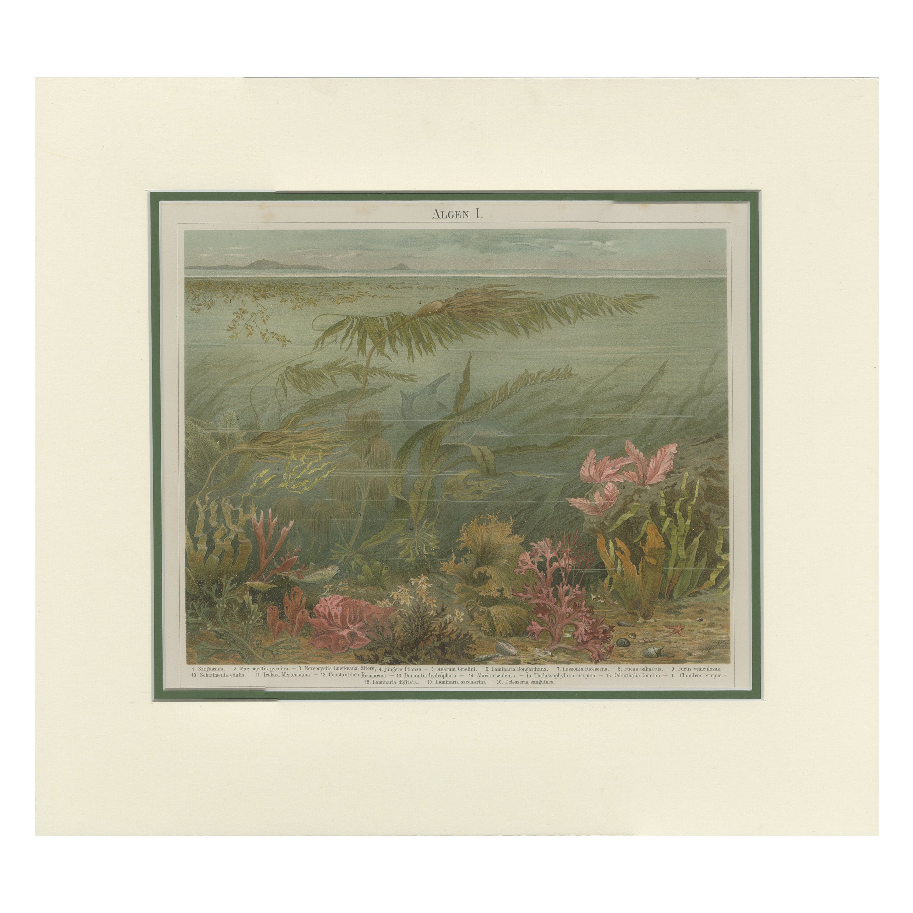 Antique Print of Various Algae by Meyer 'c.1895' For Sale