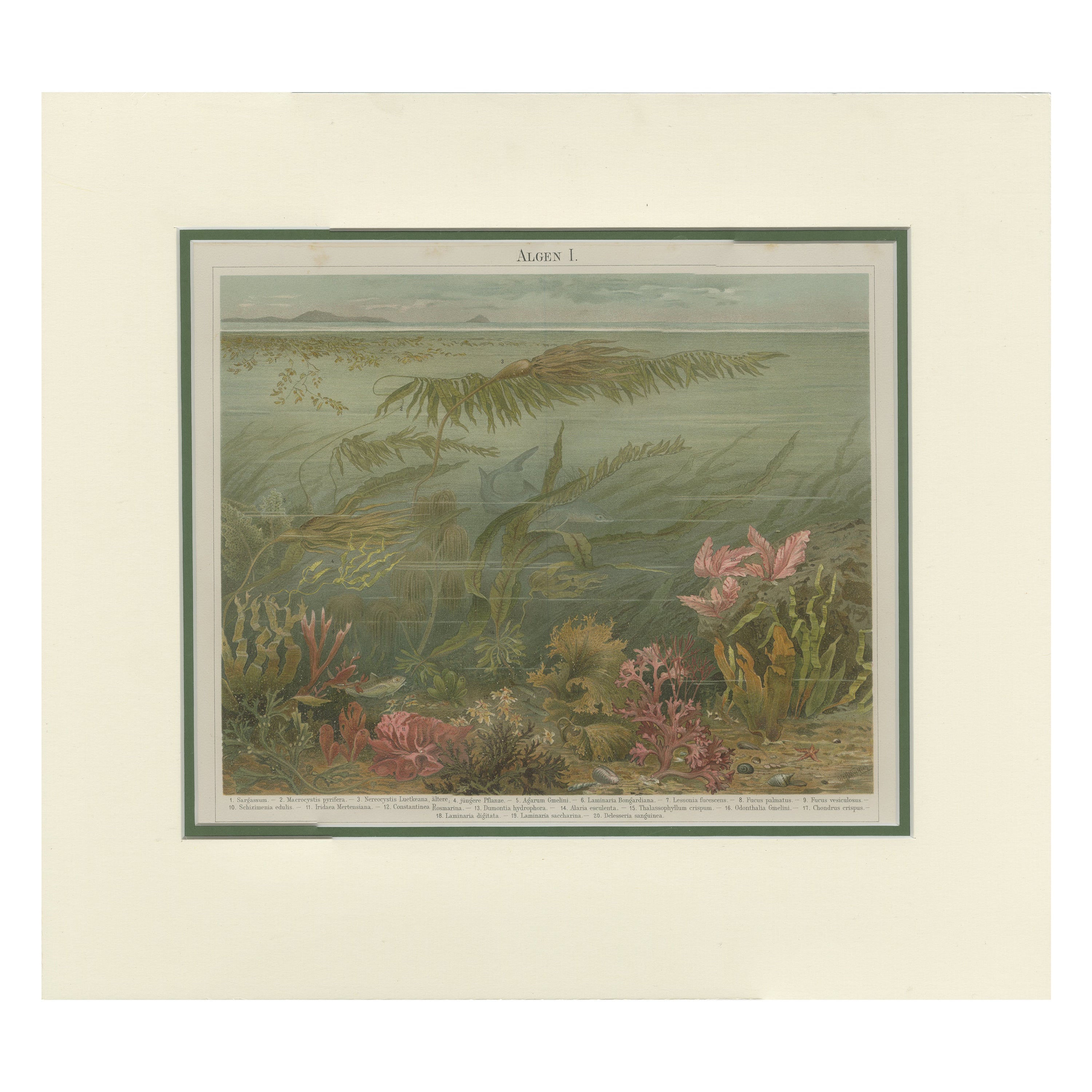 Grabado antiguo de varias algas por Meyer 'c.1895'