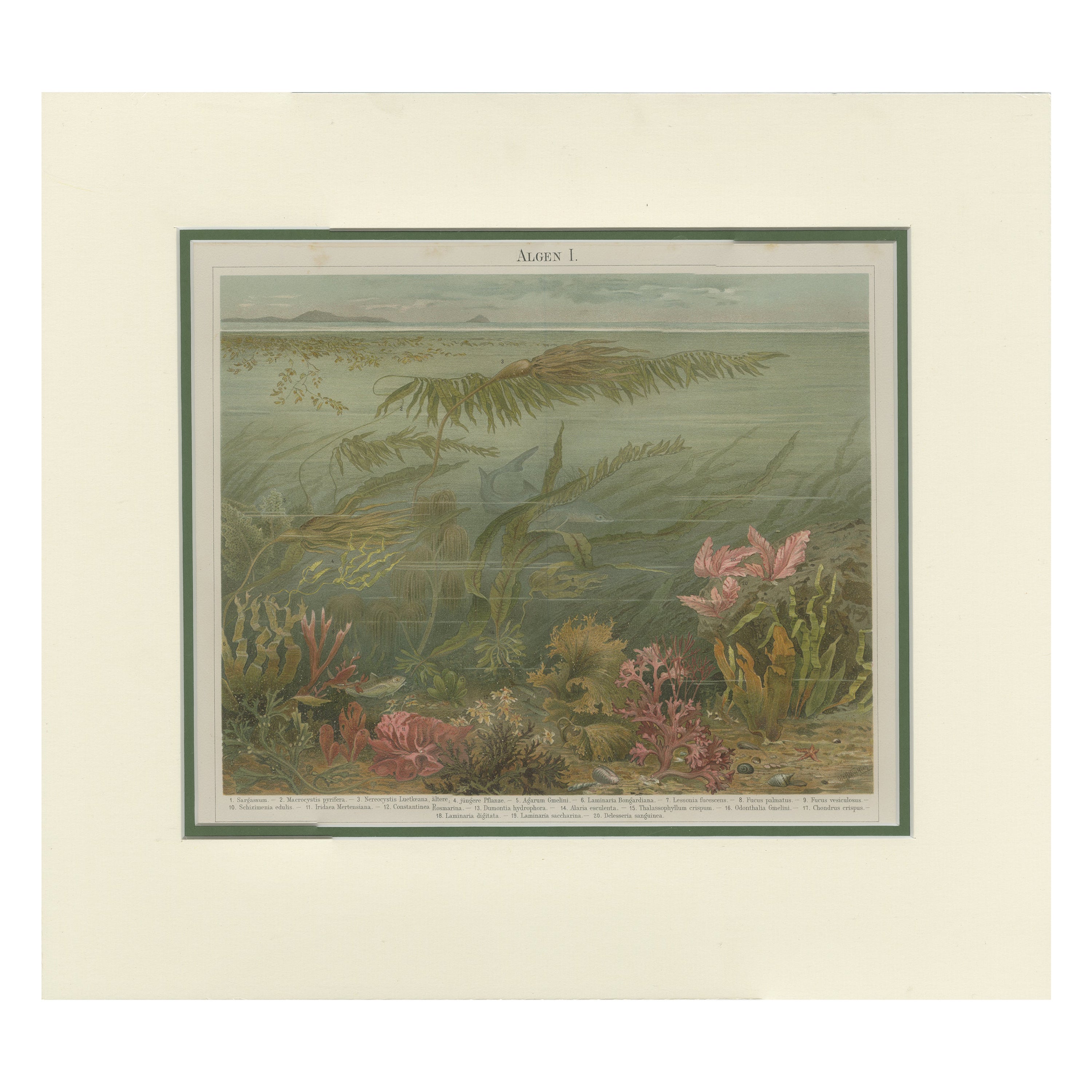 Impression ancienne d'algaes diverses par Meyer, vers 1895