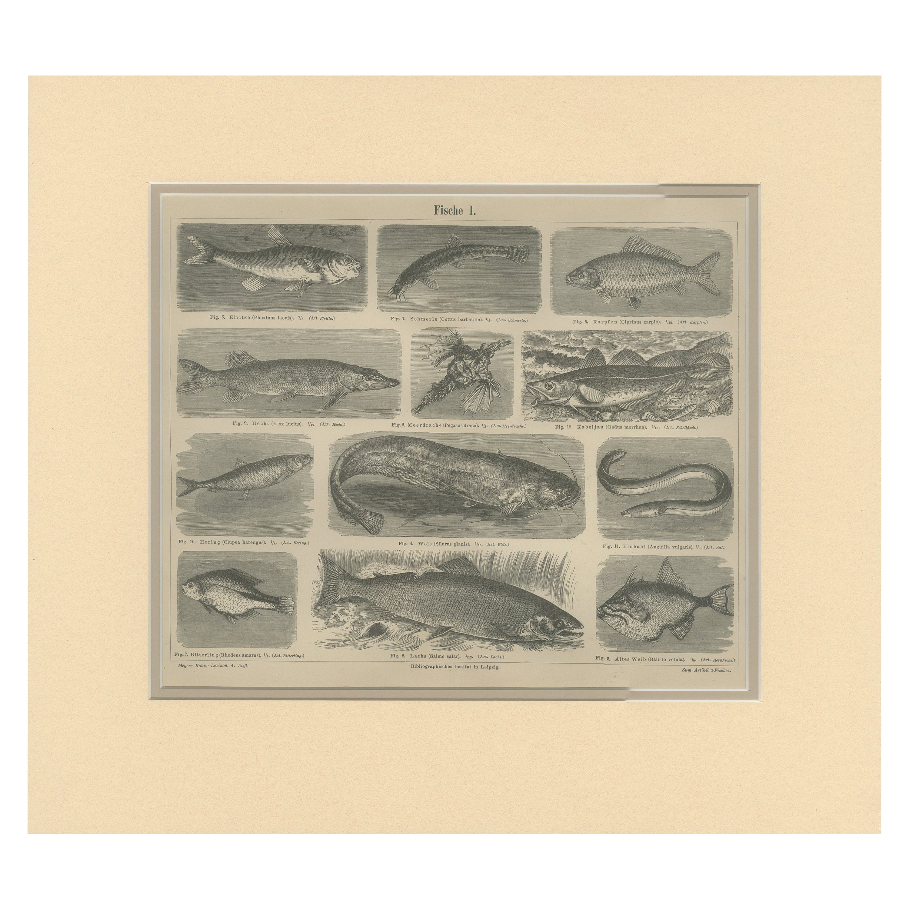Antique Print of Cod and Other Fishes by Meyer 'c.1890' For Sale