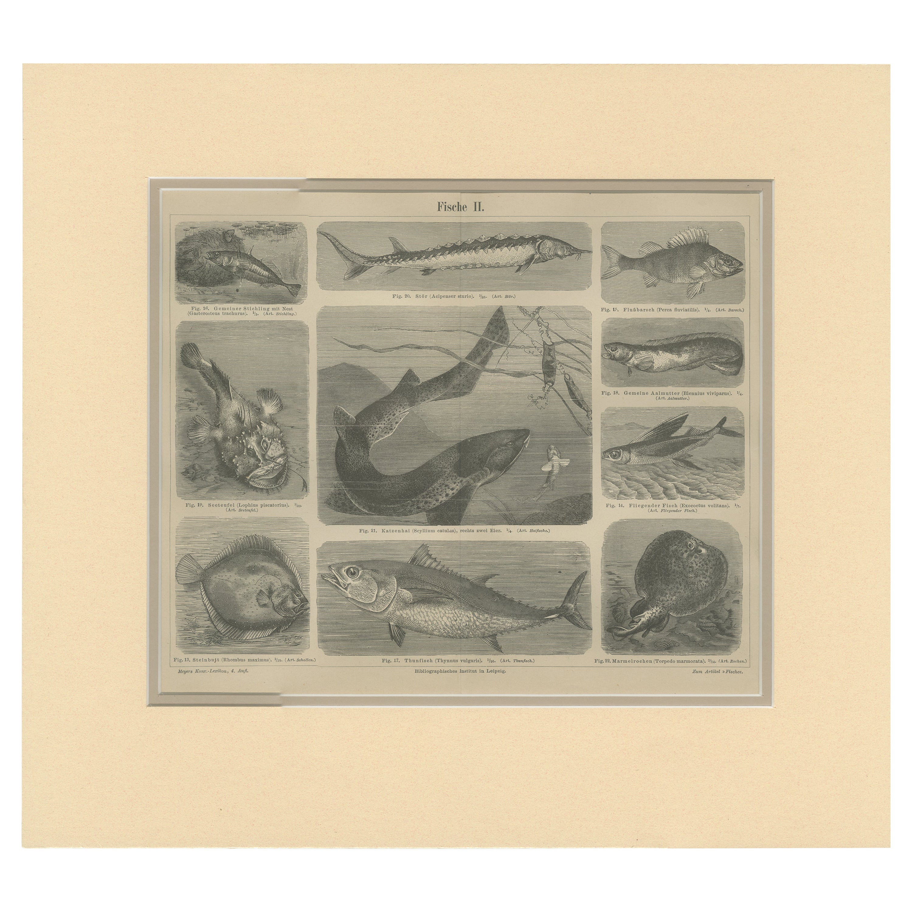 Antiker Druck von Tuna und anderen Fischen, um 1890