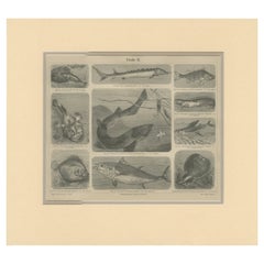 Antique Print of Tuna and Other Fishes, c.1890'