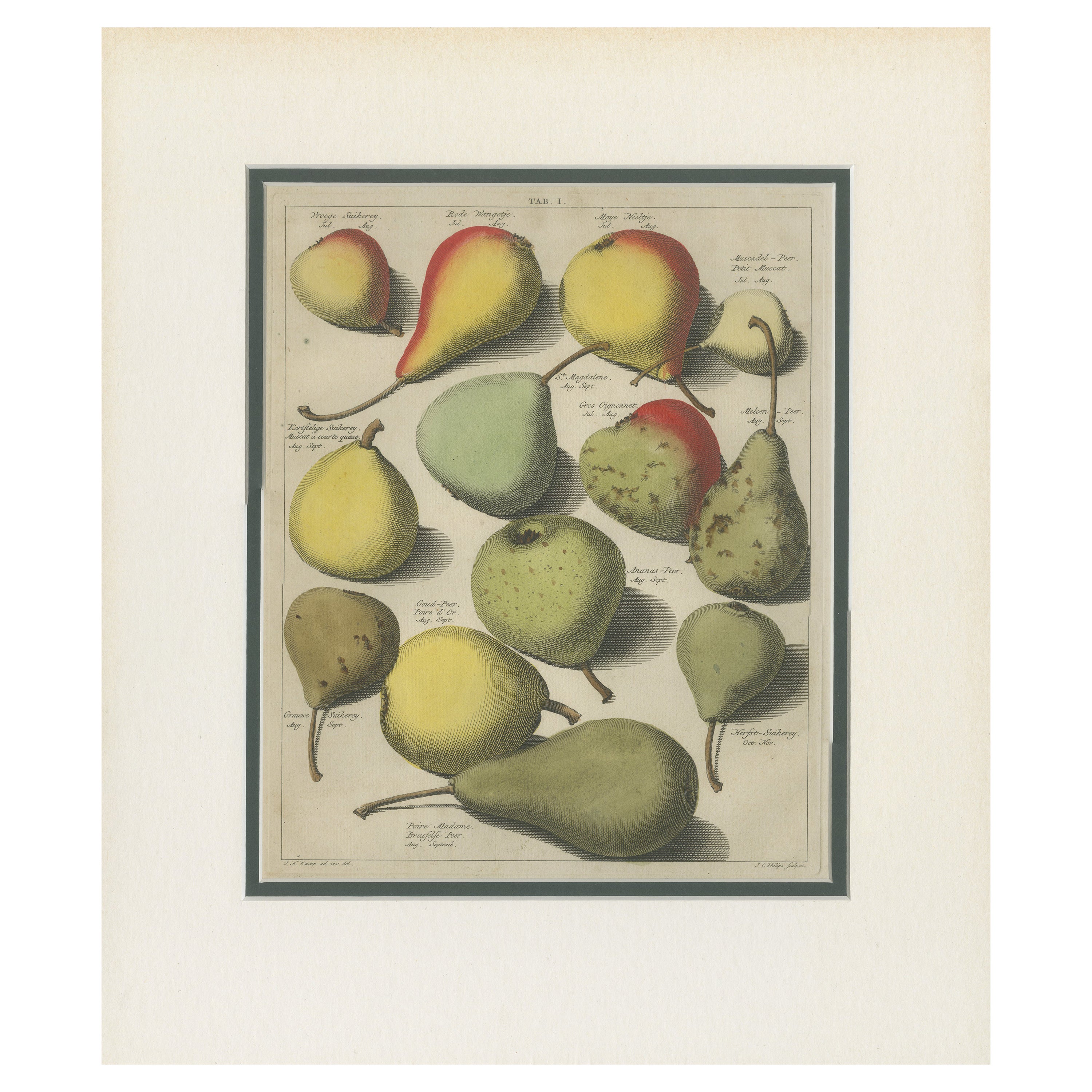 Tab I - Impression ancienne de diverses poires par Knoop (1758) en vente