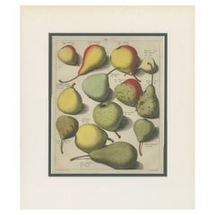 Tab I Antique Print of Various Pears by Knoop (1758)