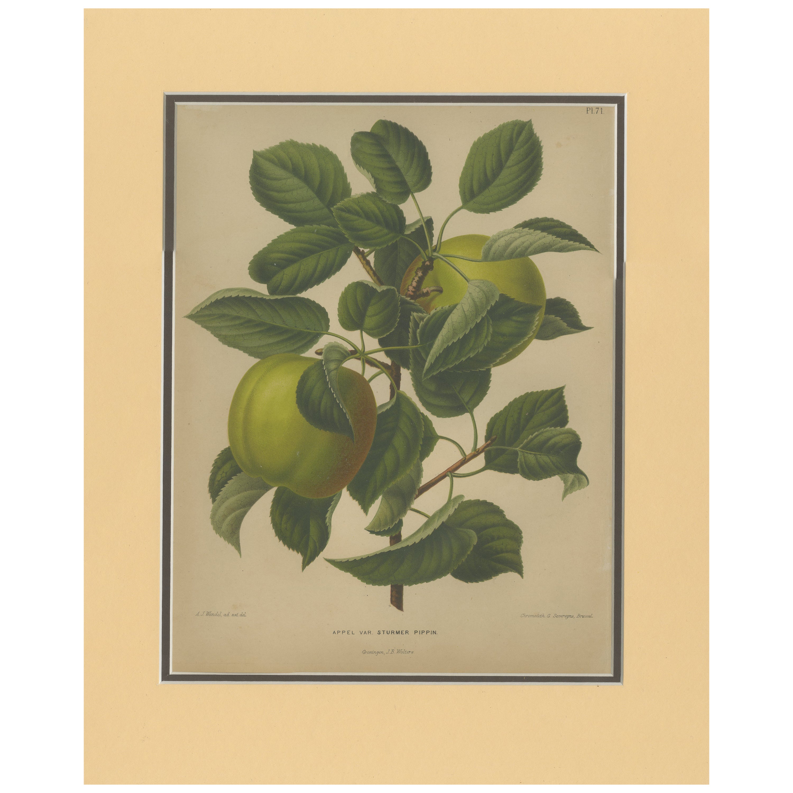 Antique Print of the Sturmer Pippin Apple by Severeyns 'c.1876' For Sale