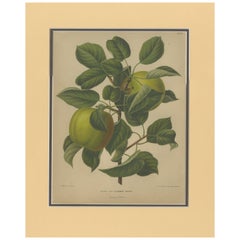 Antiker Druck des Turmreifen Apfels von Severeyns aus dem Jahr 1876
