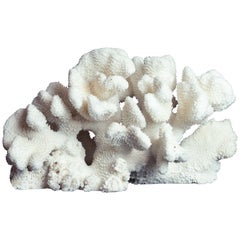 Large Cauliflower Coral
