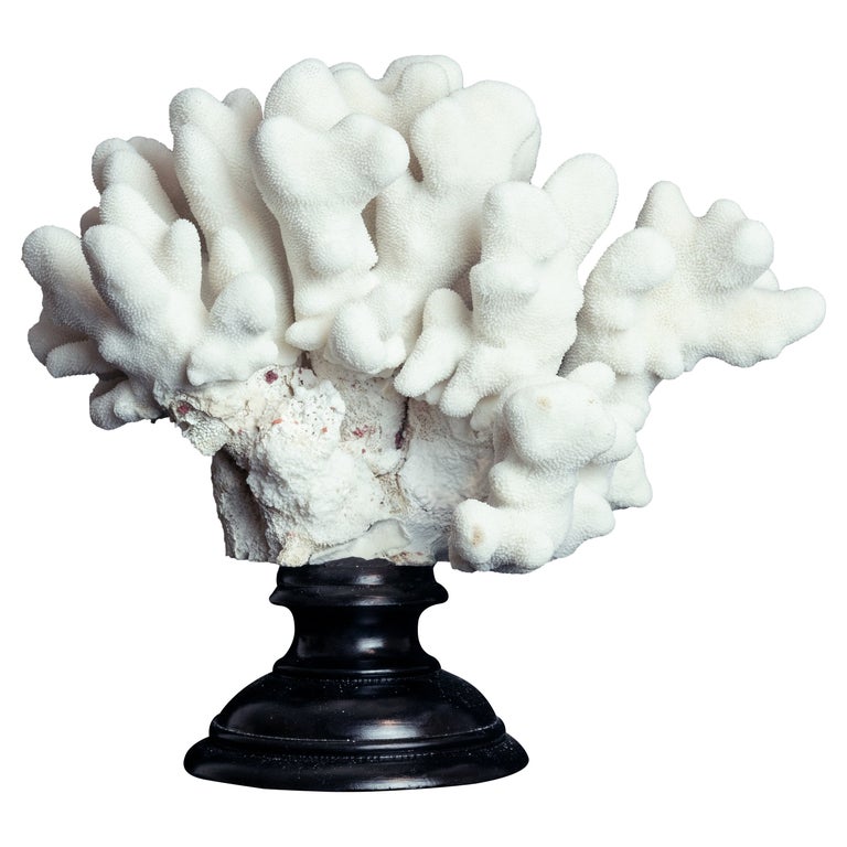 Mounted Pacific Elkhorn Coral For Sale at 1stDibs