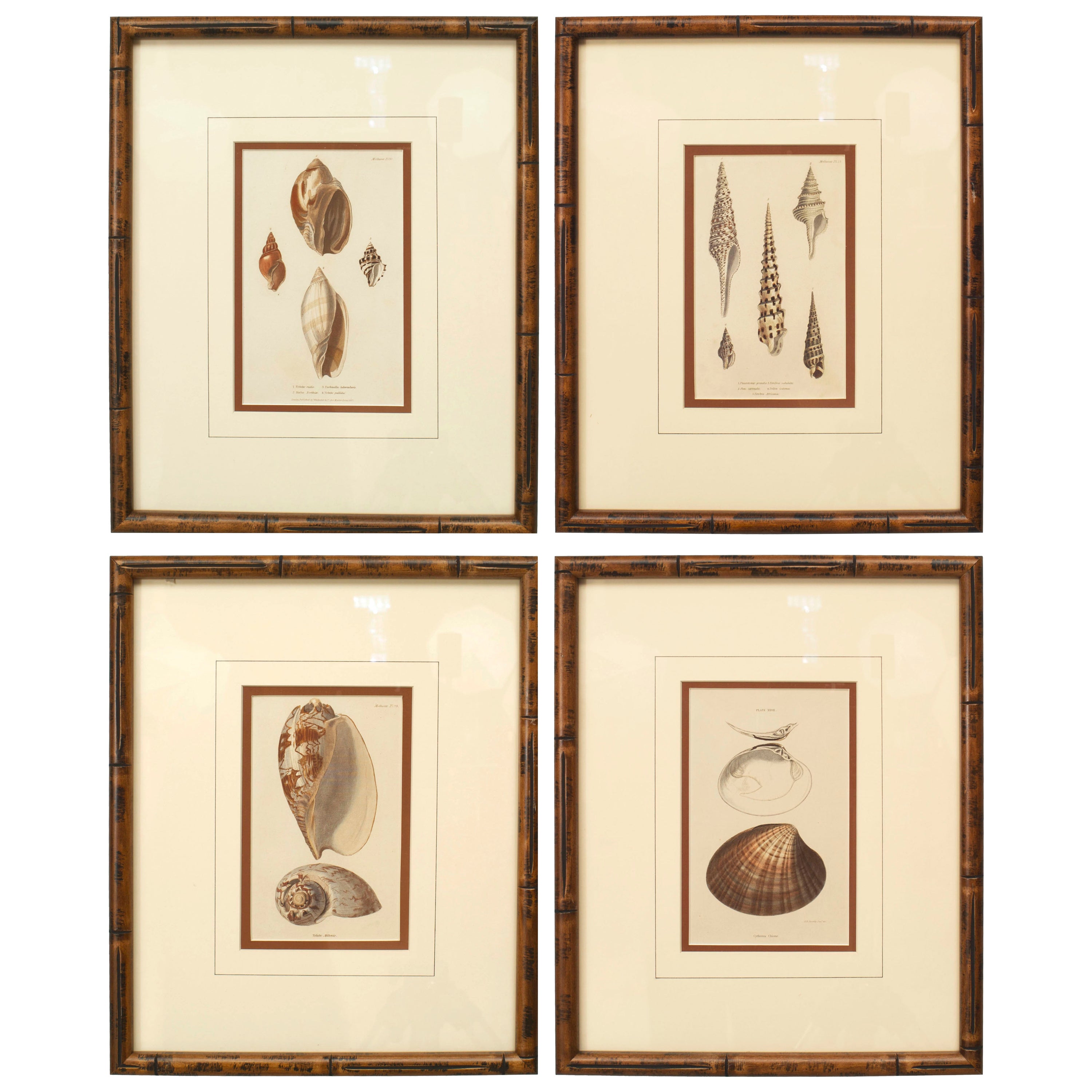 English Victorian Sea Shell Lithographs