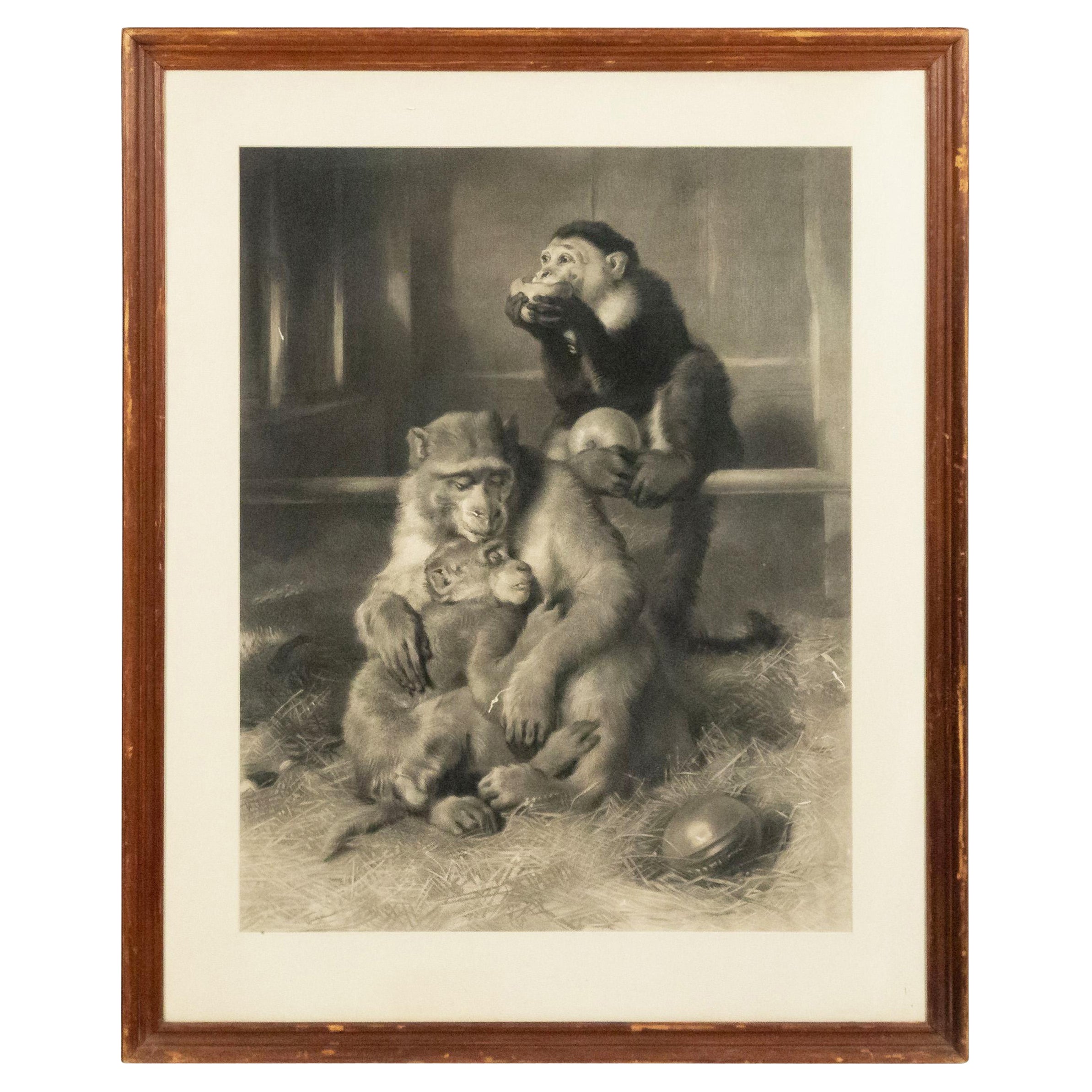 Lithographie de singes victorienne anglaise de la fin du XIXe siècle