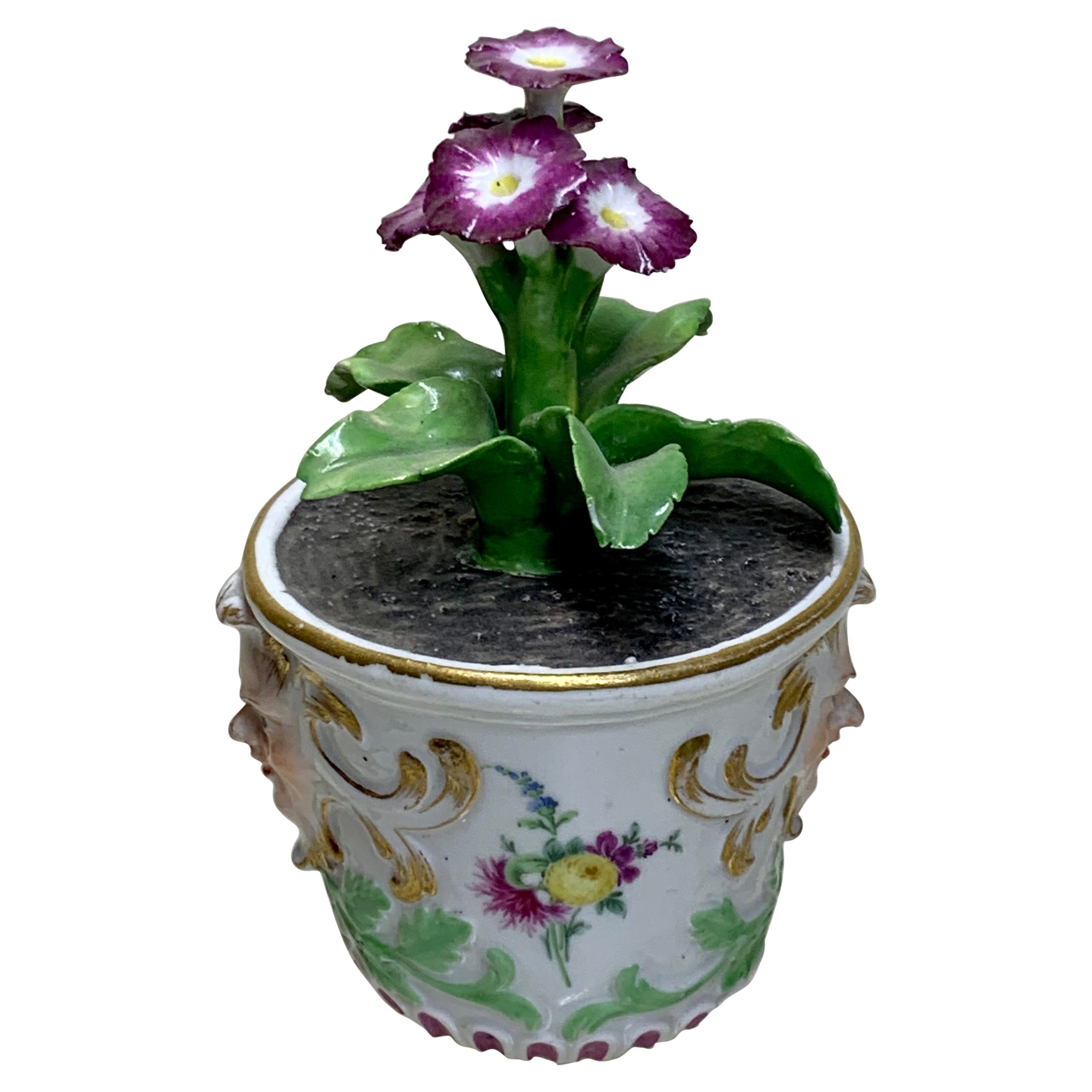 A superb Meissen Marcolini Auricula flower plant in a tub circa 1780.
Fine quality Meissen porcelain model of a flowerpot, modelled as cylindrical tub enhanced in gilt with 2 mythological masks on the sides, these are made in the marcolini period a