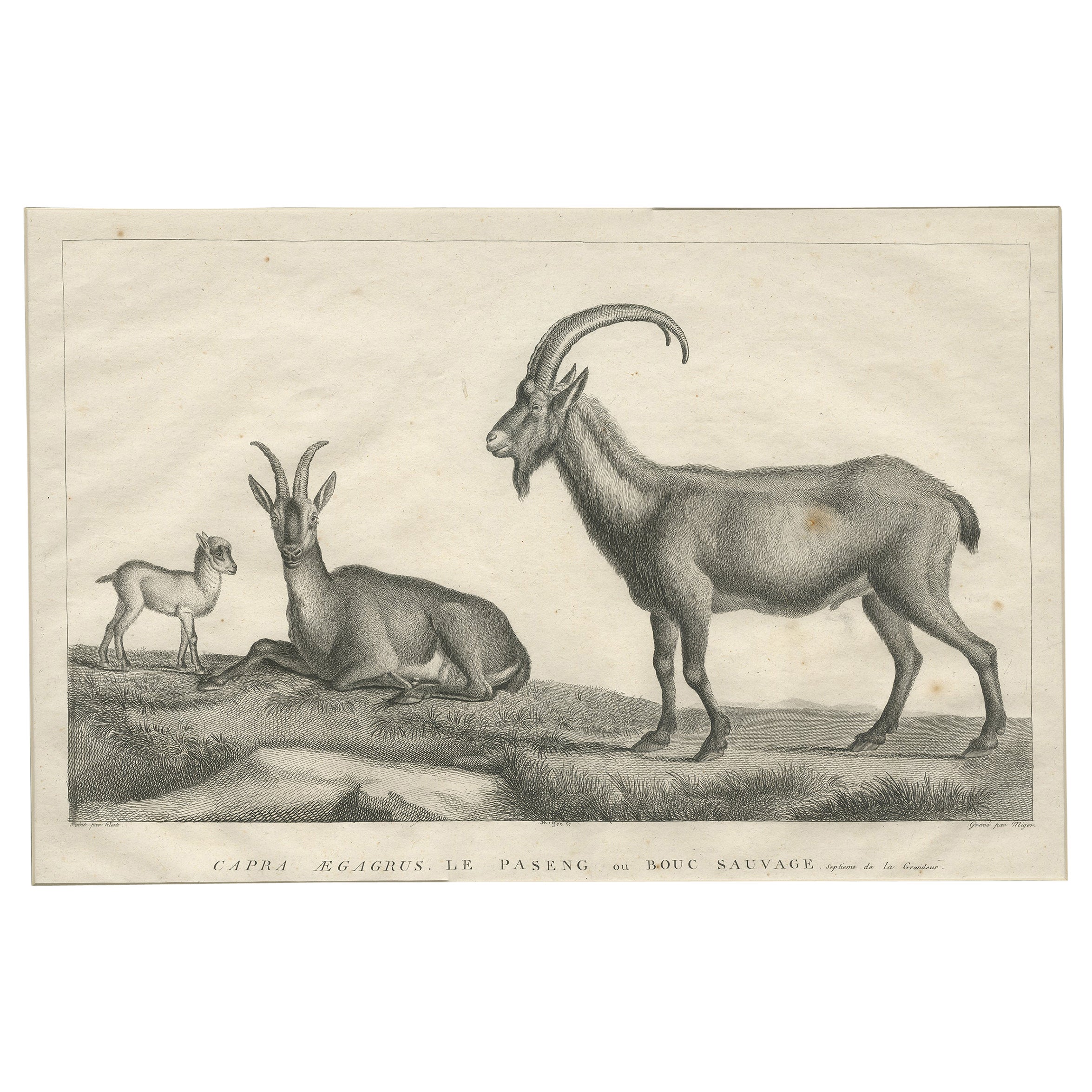 Impression ancienne d'une chèvre sauvage par Miger, vers 1805