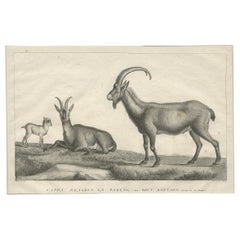 Stampa antica di una capra selvatica di Miger "c.1805