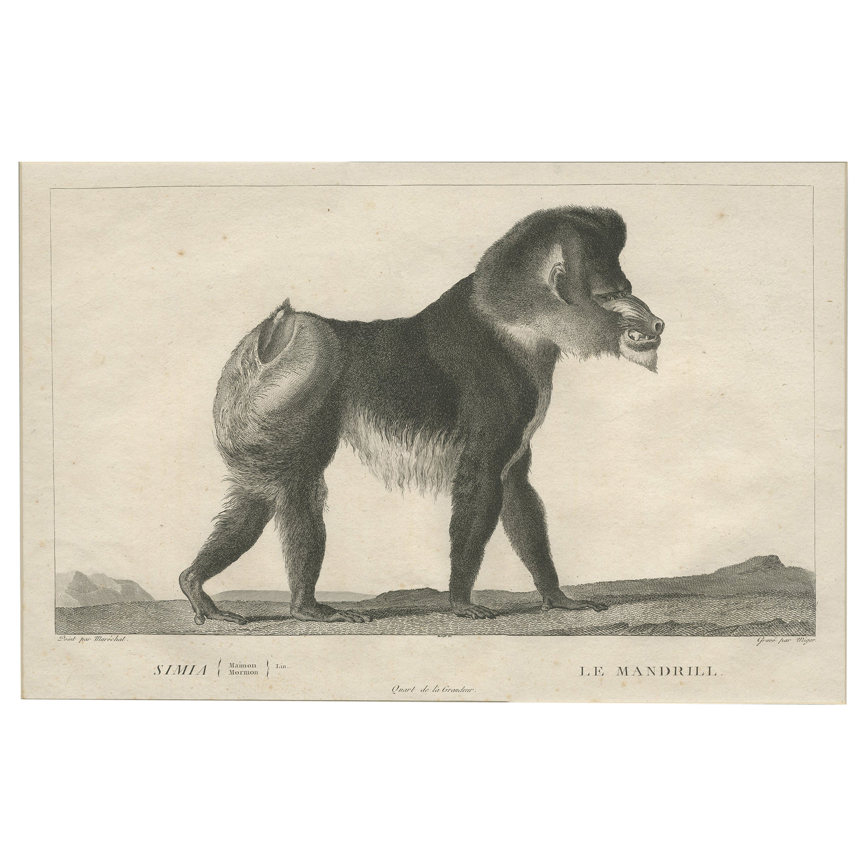 Antique Print of a Mandrill by Miger 'c.1805' For Sale