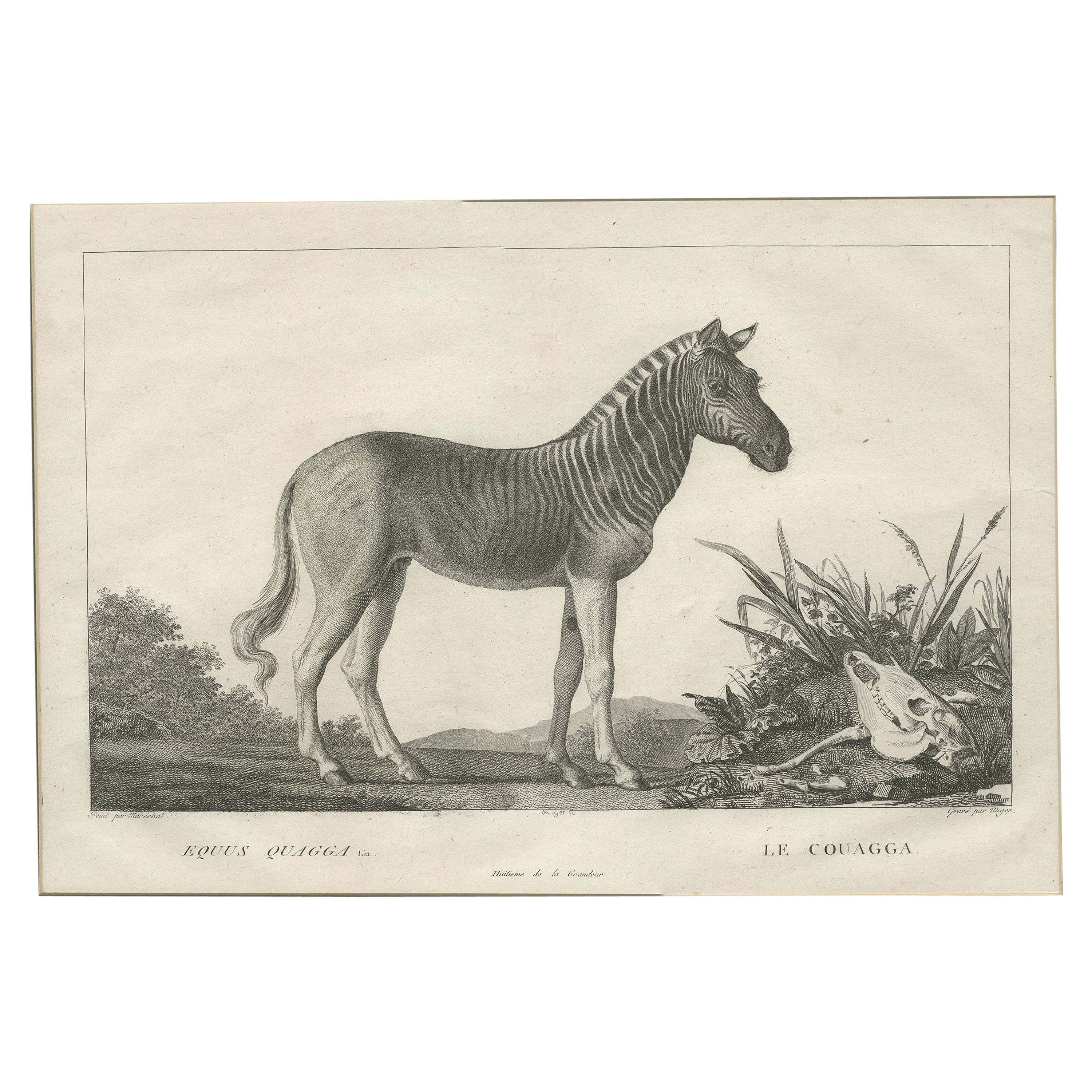 Antique Print of a Quagga by Miger 'c.1805' For Sale