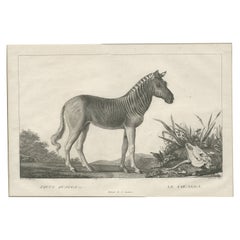Grabado antiguo de un Quagga por Miger 'c.1805'
