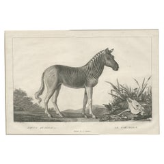 Antique Print of a Quagga by Miger 'c.1805'