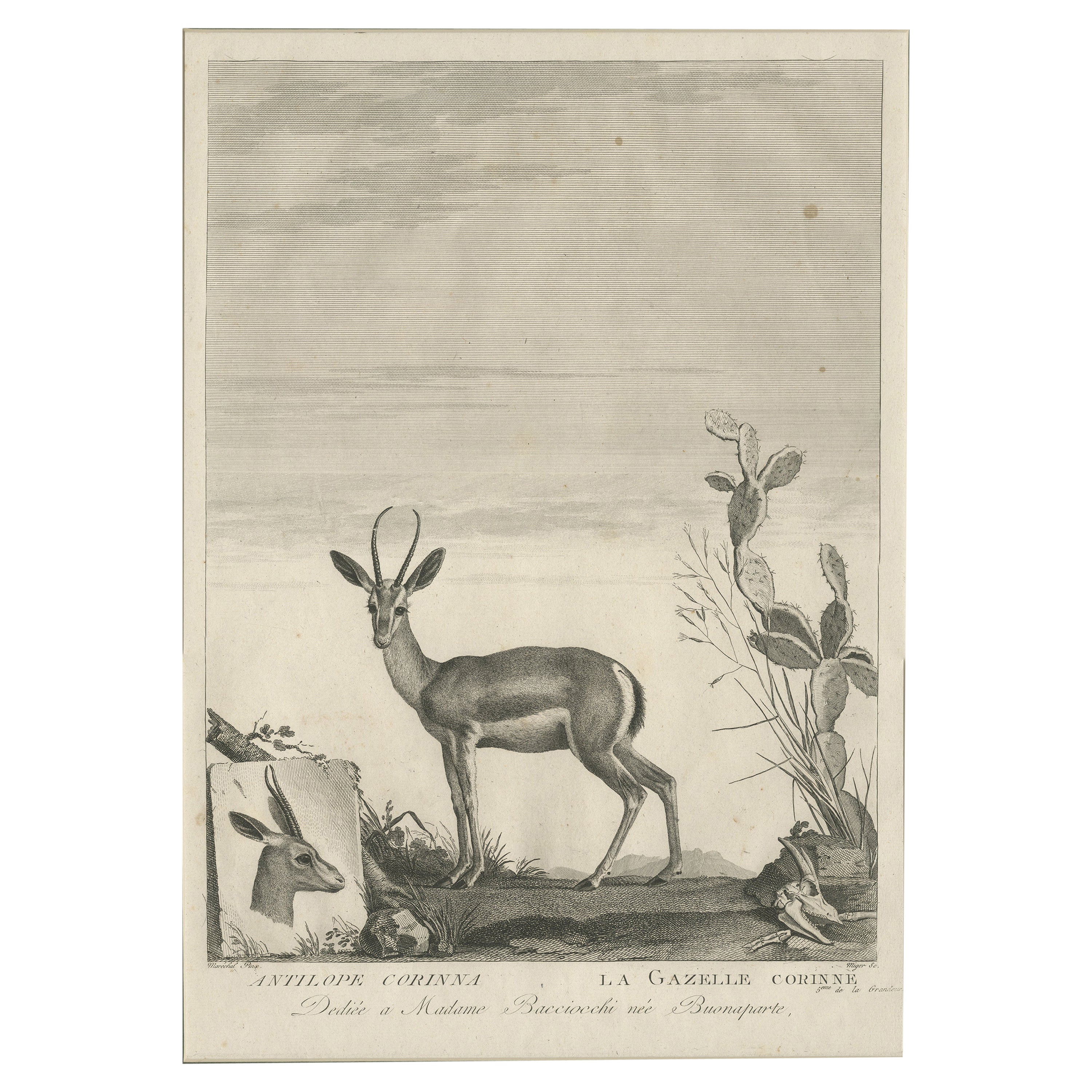 Early 19th Century Antique Print of a Gazelle Animal by Miger 'c.1805' For Sale