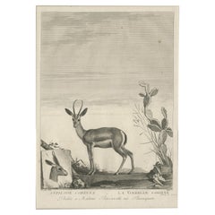 Early 19th Century Antique Print of a Gazelle Animal by Miger 'c.1805'