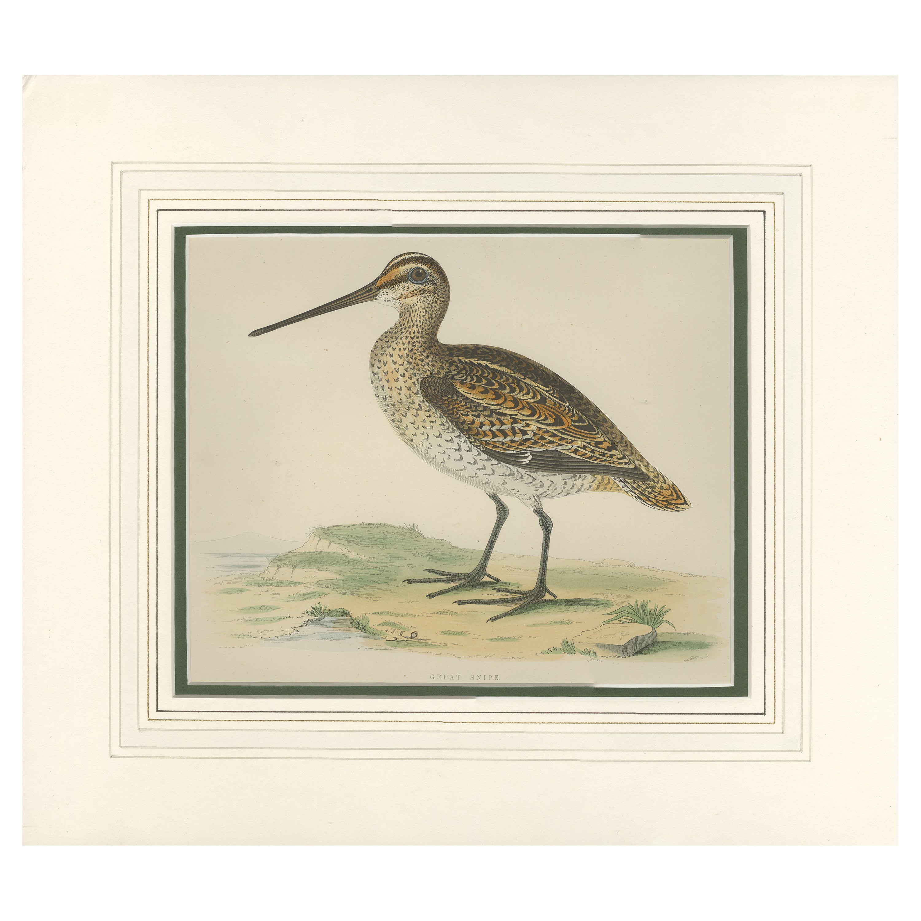 Antique Bird Print of the Great Snipe by Morris '1855' For Sale
