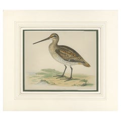 Antique Bird Print of the Great Snipe by Morris '1855'