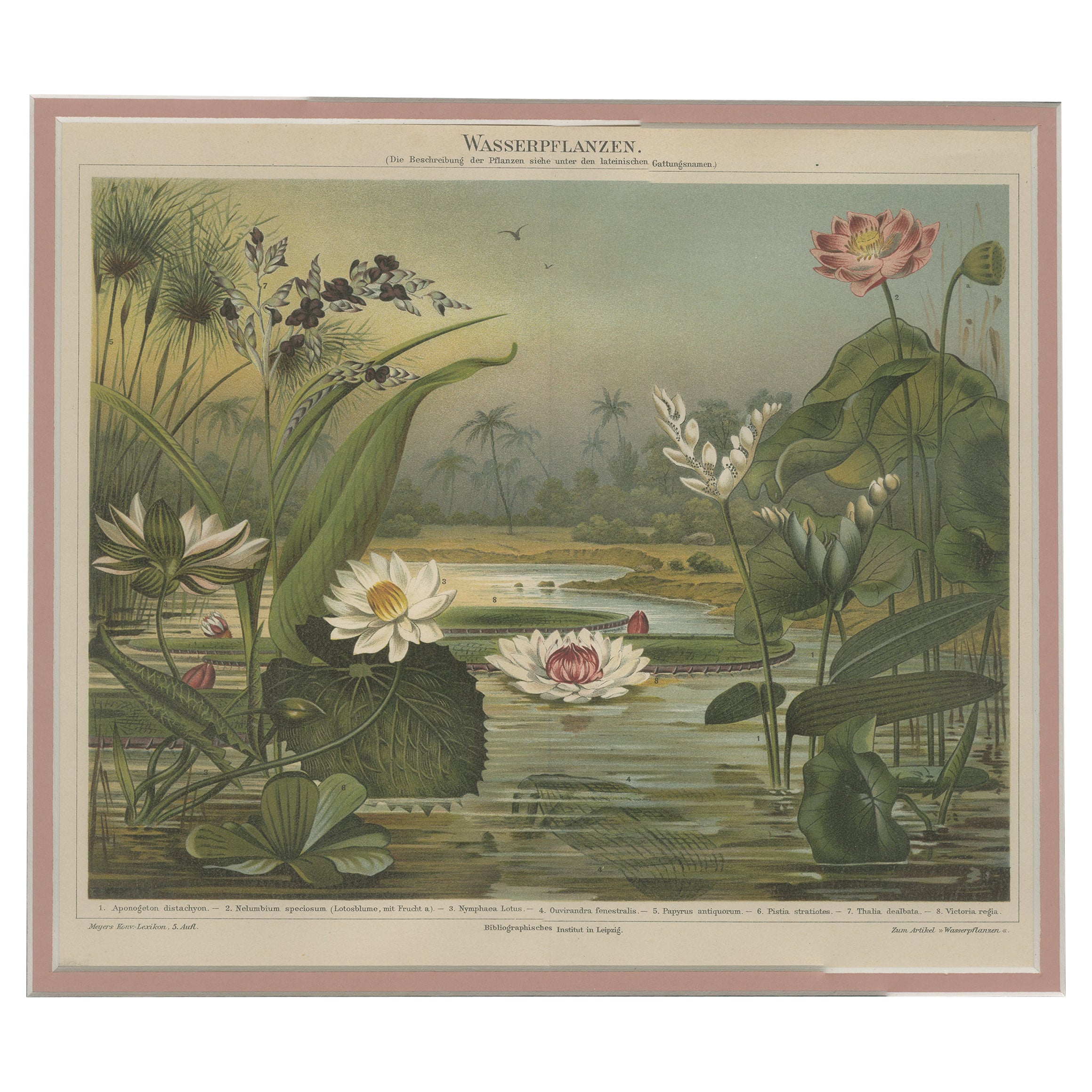 Antique Print of various Aquatic Plants by Meyer 'c.1895' For Sale