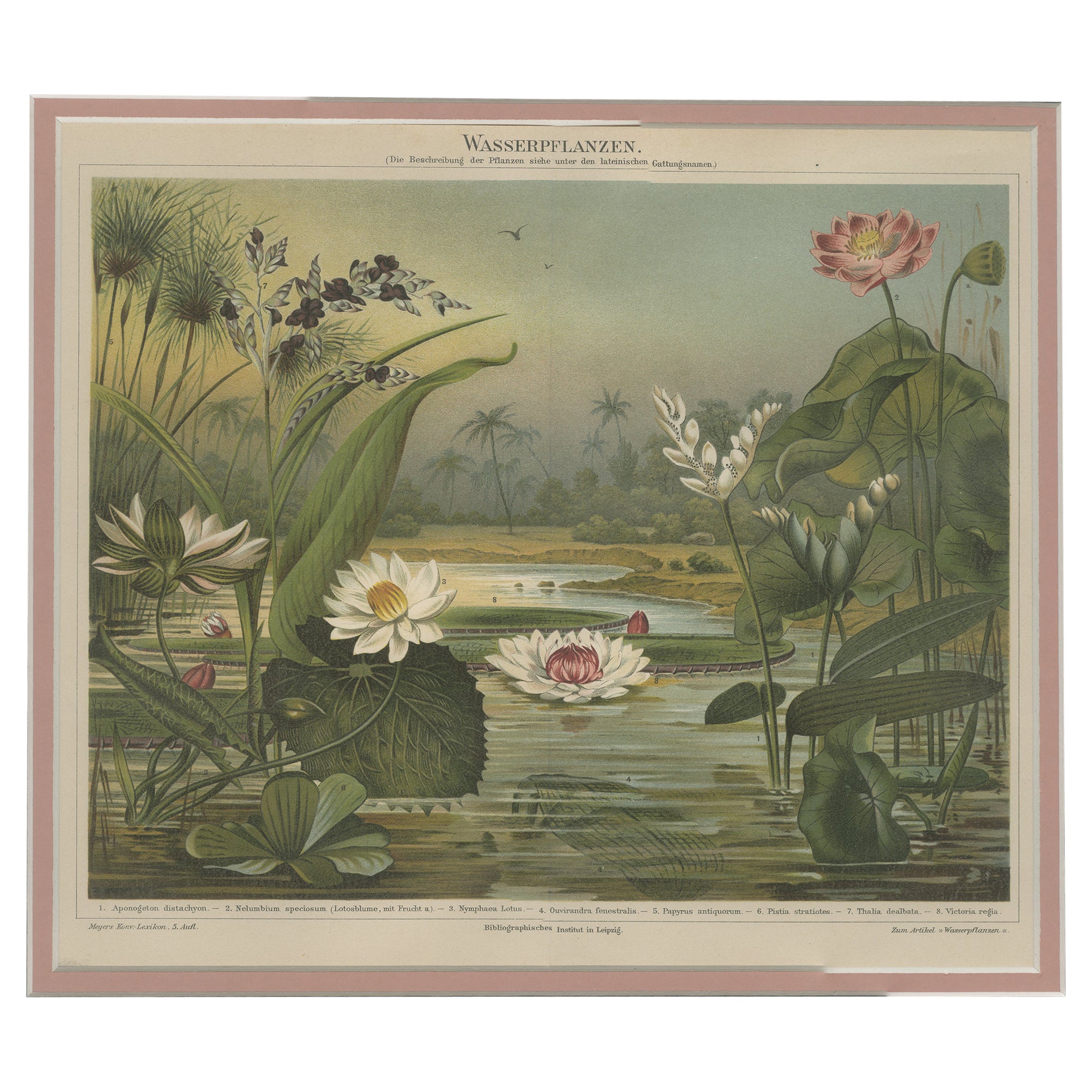 Impression ancienne de diverses plantes aquatiques par Meyer, vers 1895