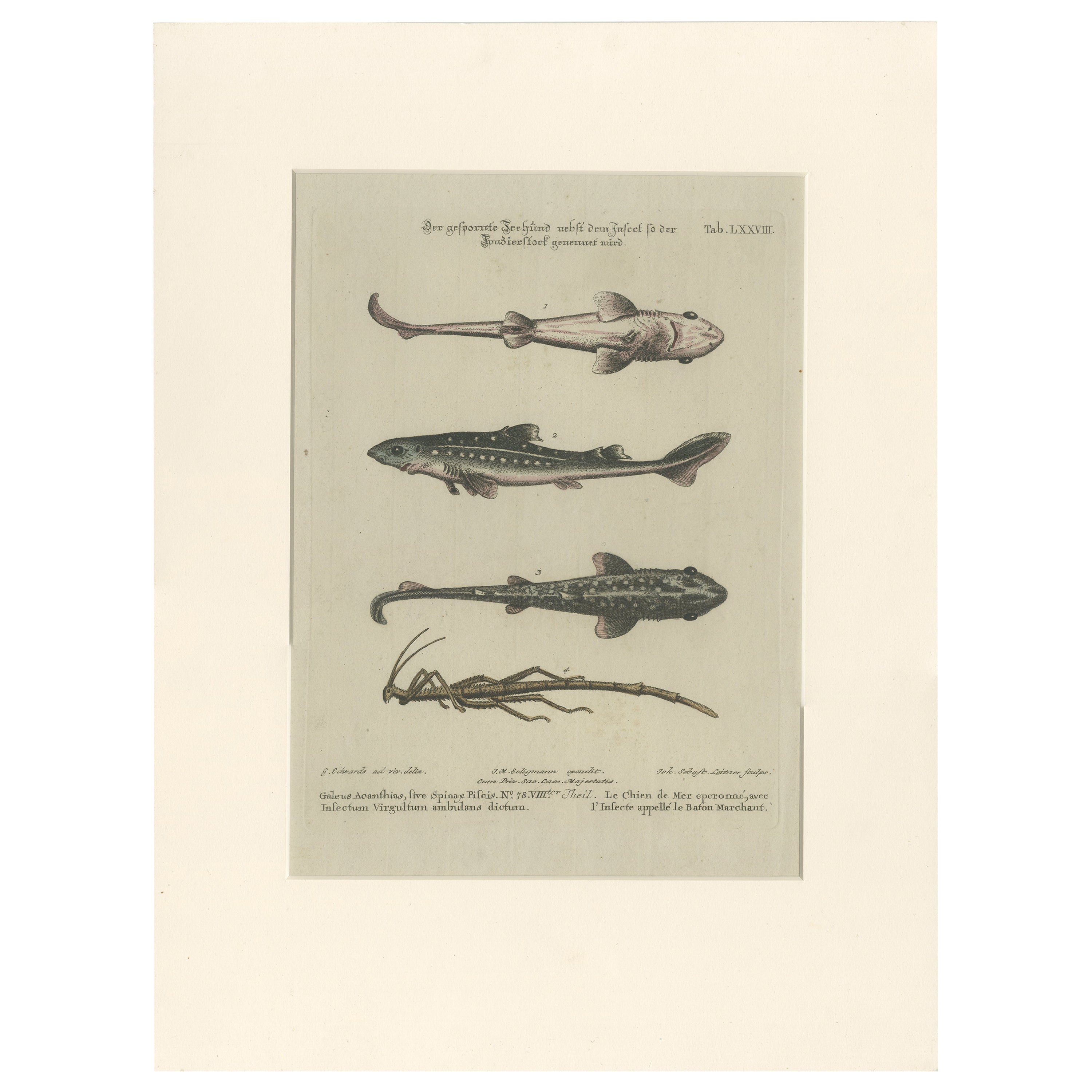 Impression ancienne de divers poissons et d'une entrée par Seligmann, vers 1768