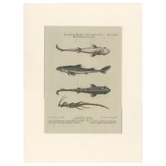 Antique Print of Various Fishes and an Insect by Seligmann 'c.1768'