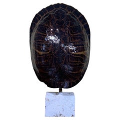 Large Single Genuine American Fresh Water Turtle Shell