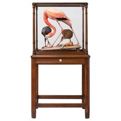 Vintage Fine Taxidermy American Flamingo Inspired by Audubon by Sinke & Van Tongeren