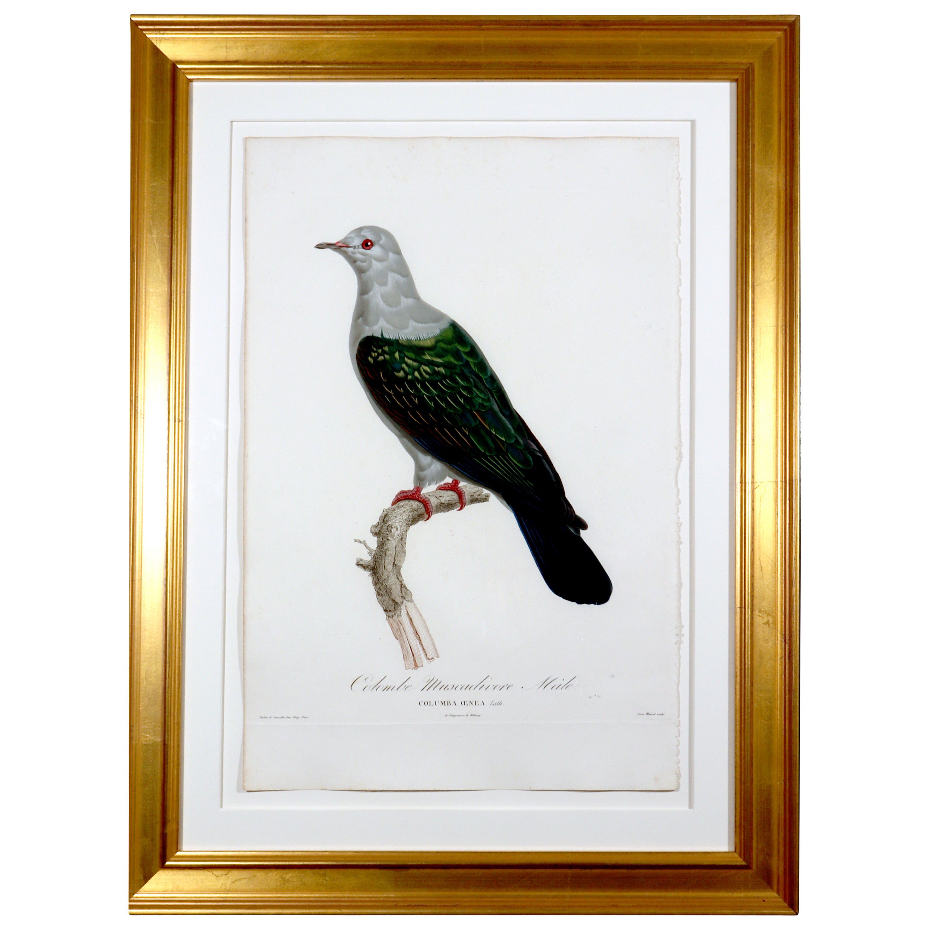 Ancienne gravure française de Madame Knipp représentant un pigeon