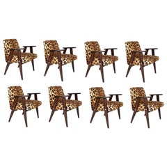 Ocho sillones 366 de mediados de siglo en terciopelo con estampado de leopardo, Jozef Chierowski, años 60