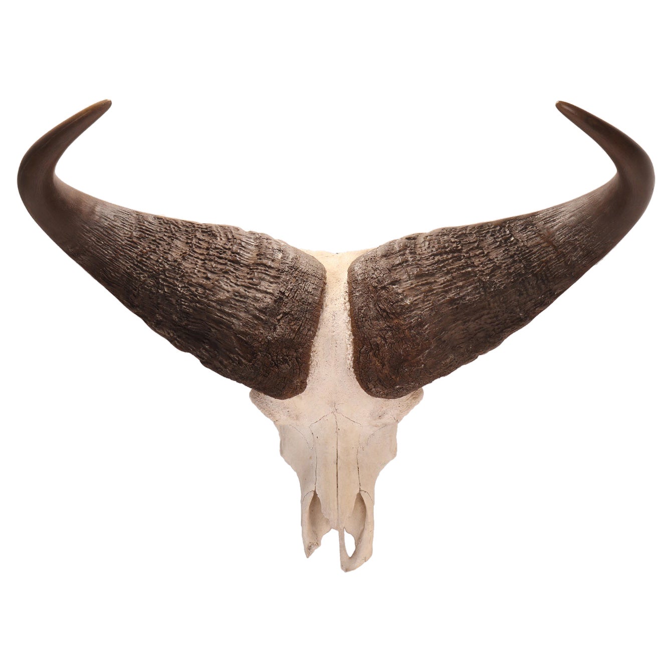 Natural Specimen a Trophy of a Bufalo Skull, Africa, 1890