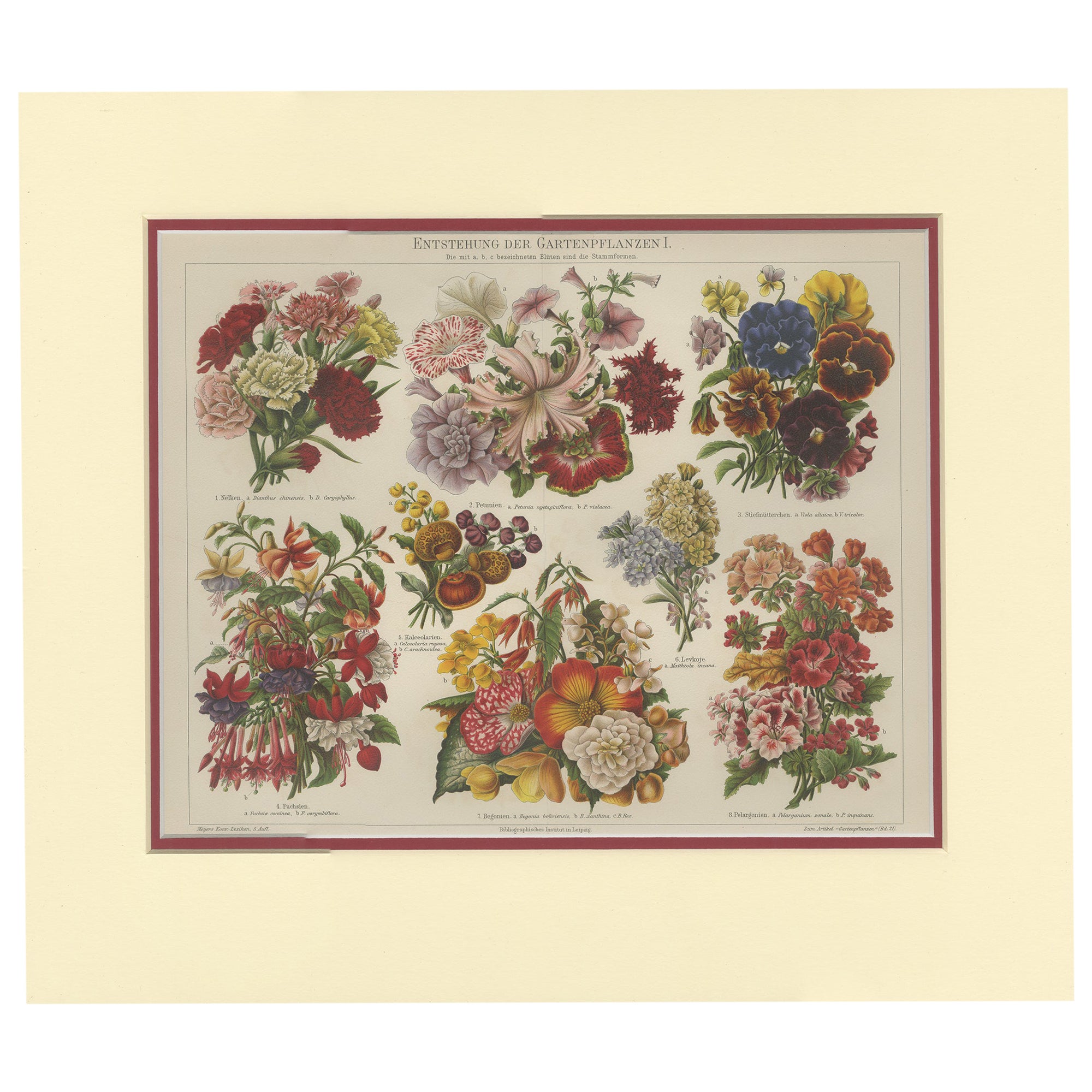 Impression ancienne de diverses fleurs par Meyer, vers 1895