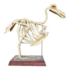 Antique Cast of a Complete Dodo Skeleton