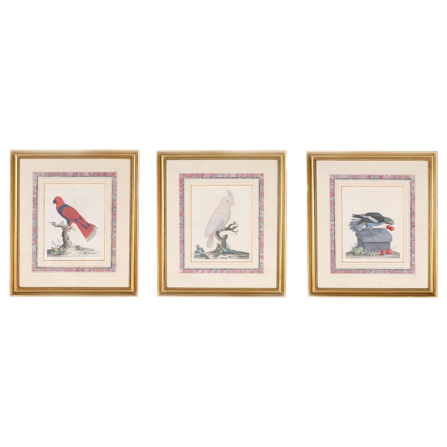 Trois gravures d'oiseaux antiques colorées à la main en vente