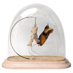 Vintage Fine Taxidermy Magnificent Bird of Paradise by Sinke & Van Tongeren