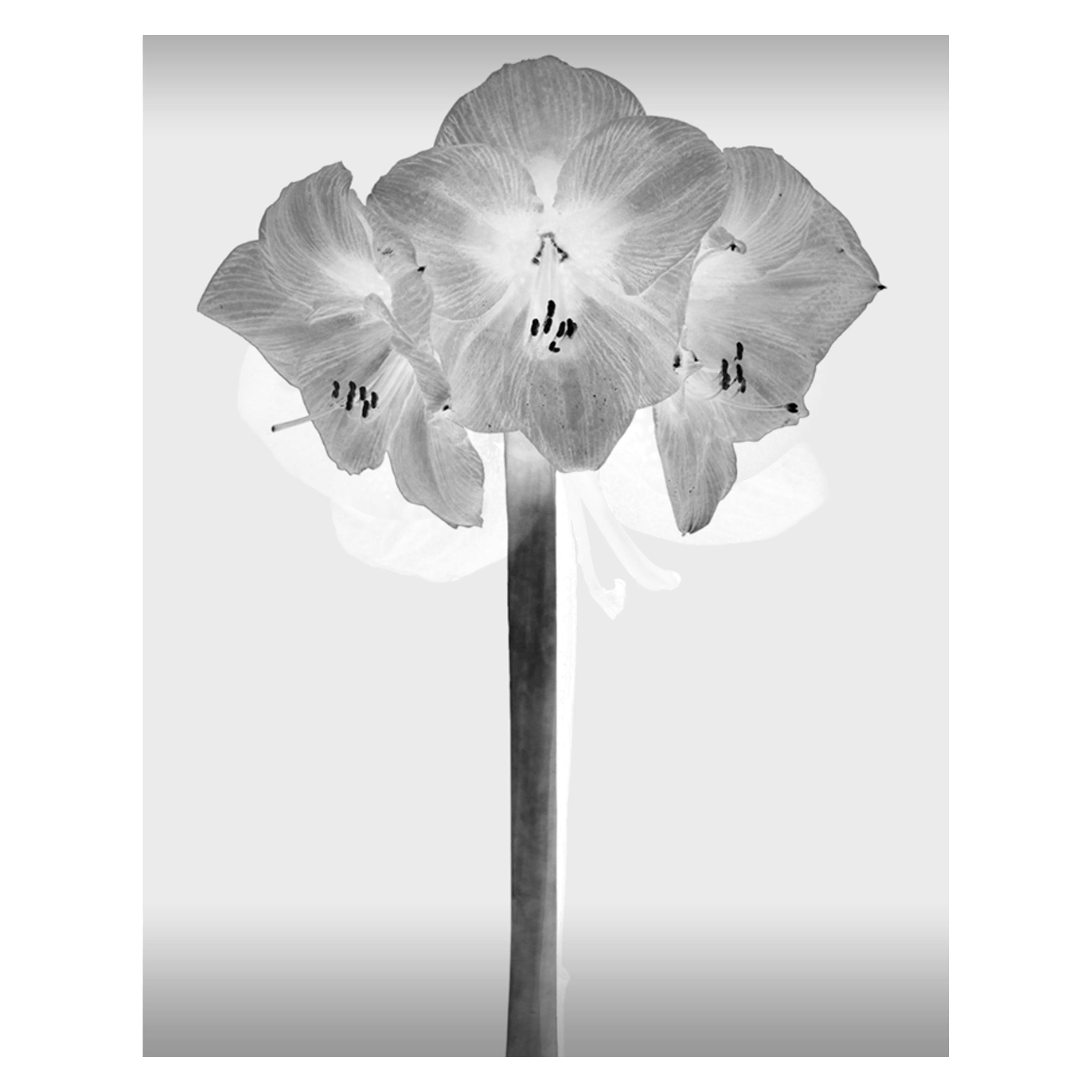 Photographie contemporaine de fleurs en noir et blanc par Mónica Sánchez-Robles