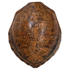 Antique Turtle Shell