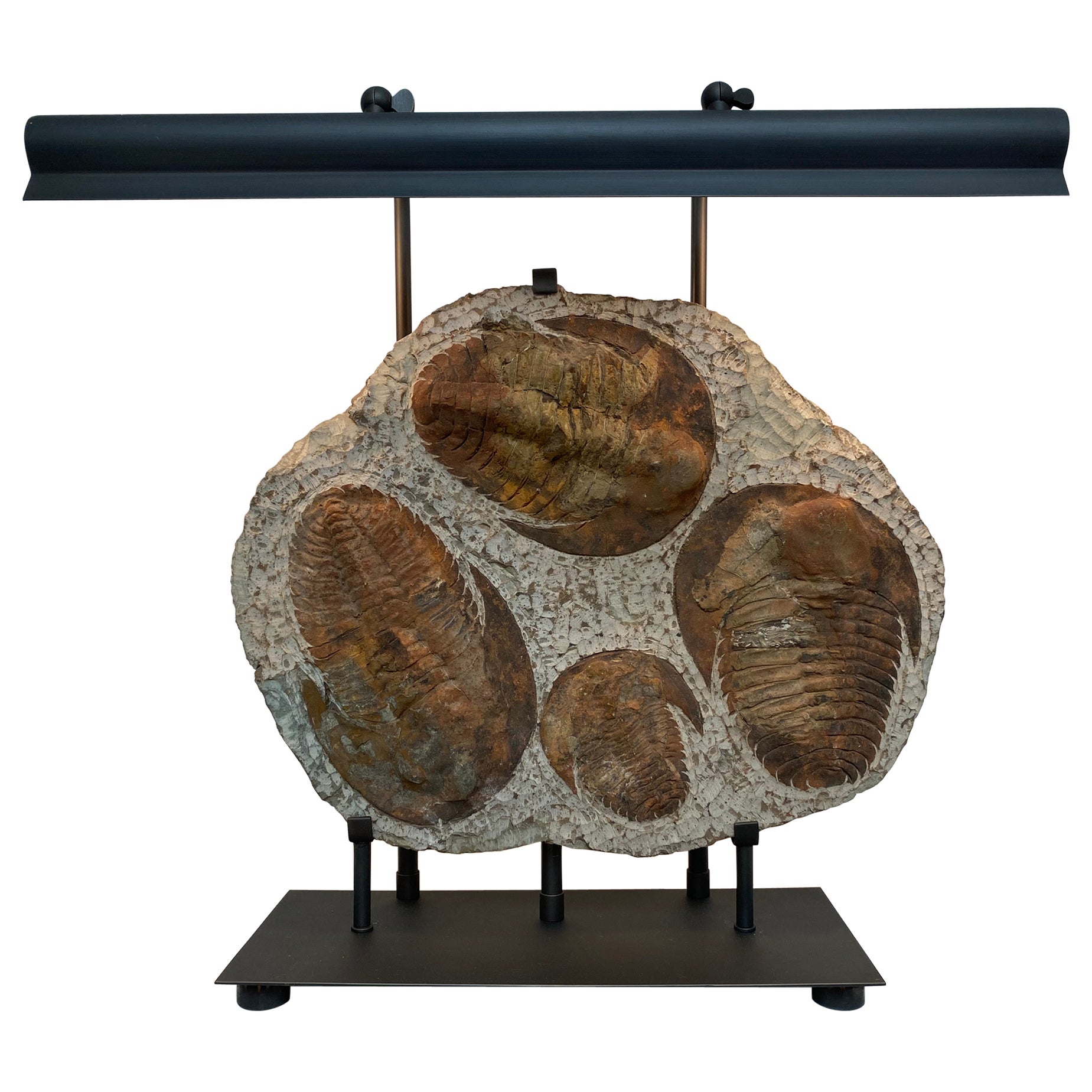 Table Lamp made out of 4  Trilobite Fossil Elements, mounted on an iron stand