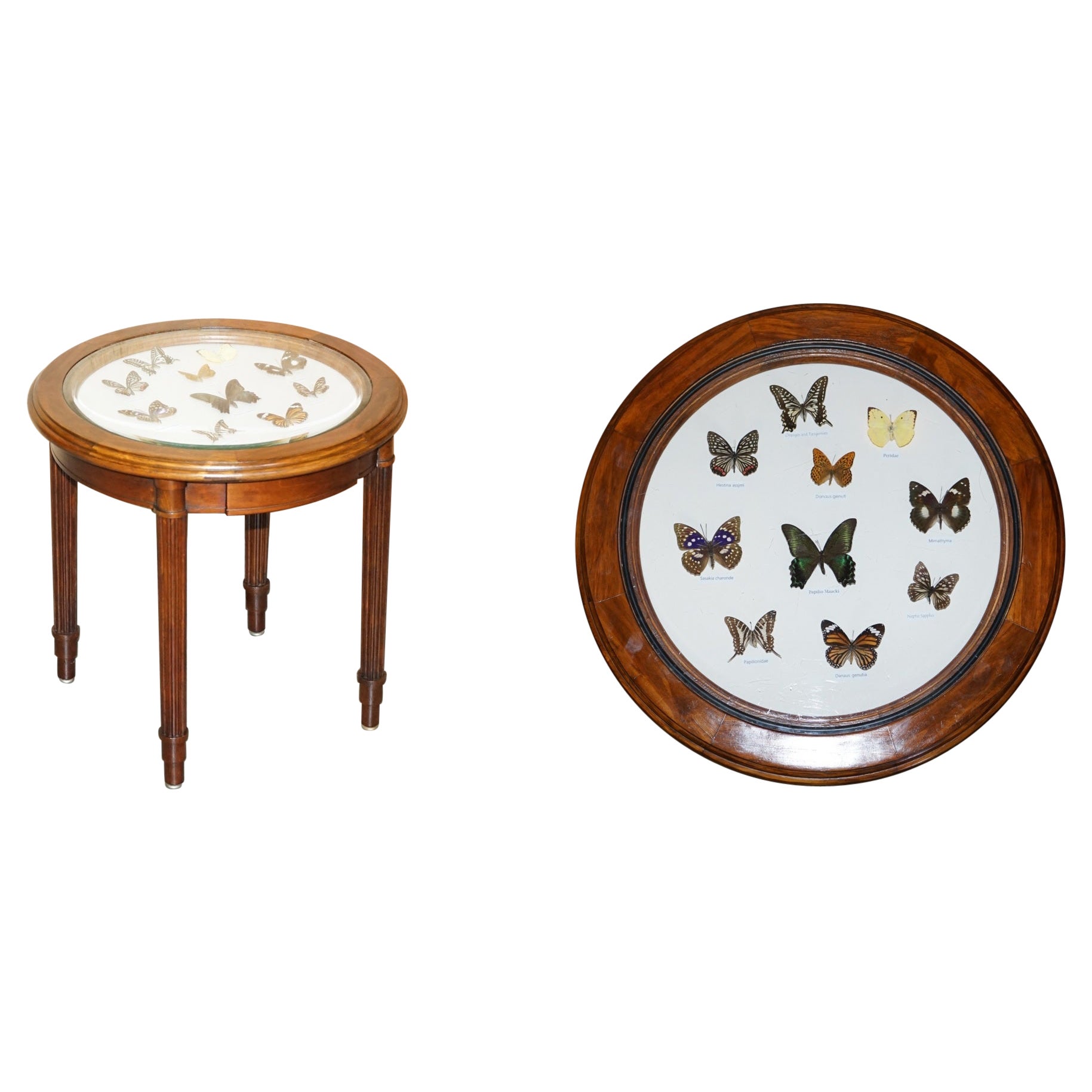 Stunning Occasional Side Table with Butterfly Entomology Display Case Must See For Sale