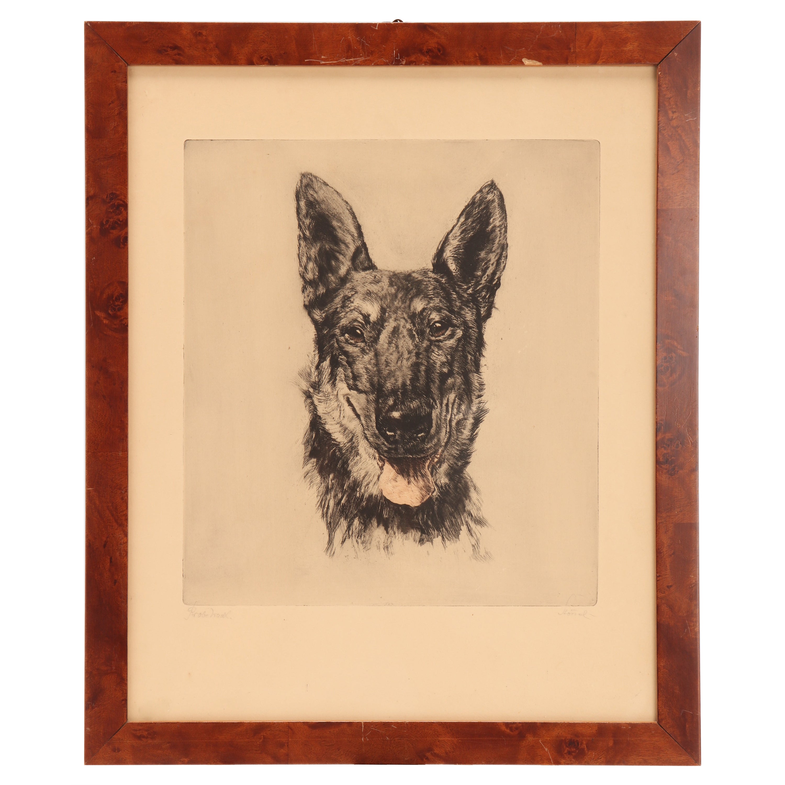 Portrait of a German Shepherd Dog’s Head, Germany, 1930 For Sale