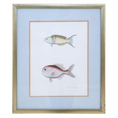 Gerahmte Lithographie mit zwei tropischen Fischen