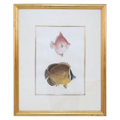 Framed Color Lithograph of Brown and Pink Tropical Fish