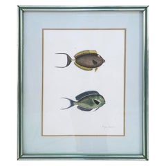 Framed Lithograph of Two Brown and Gray Tropical Fish