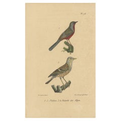 Antique Bird Print of Warblers or Perching Birds,  'c.1830'