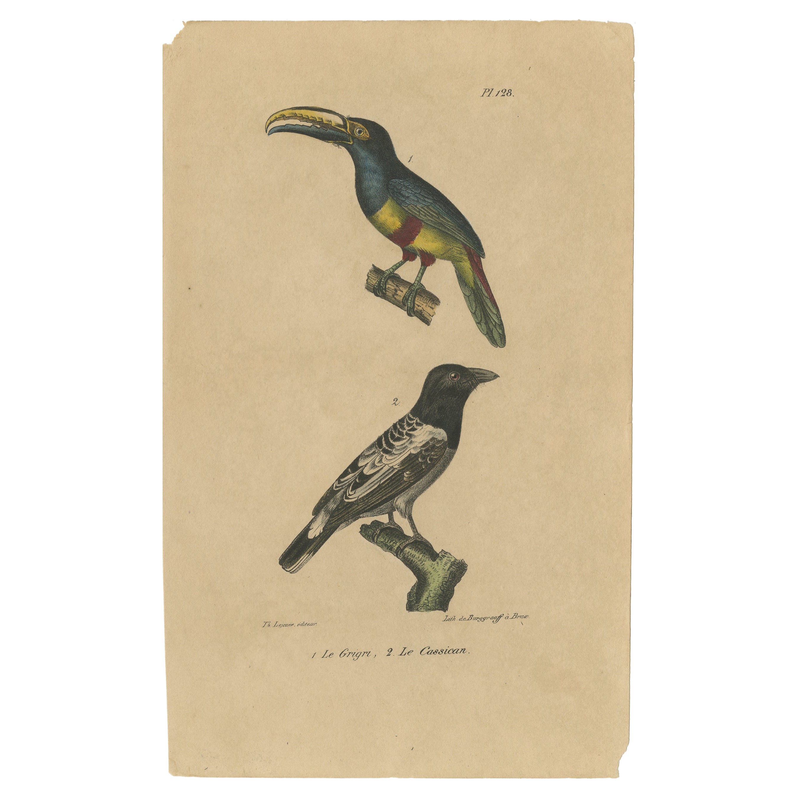 Tirage oiseau ancien d'un toucan Aracari et d'un magpie australien, vers 1830